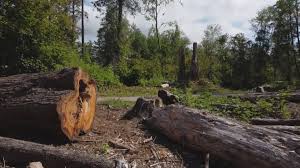 How Our Tree Care Process Works  in  Skagway, AK