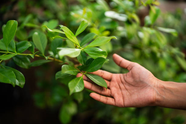 Trusted Skagway, AK Tree Services Experts